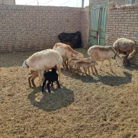 میش چینی