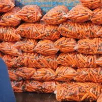 کشت هویج شراکتی