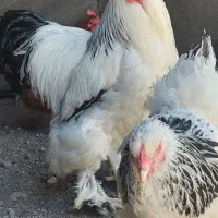 یک خروس و دو مرغ برهما