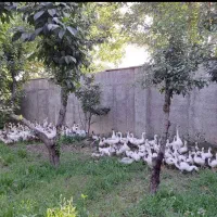 غاز محلی نر و ماده