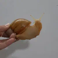 پرورش حلزون البینو