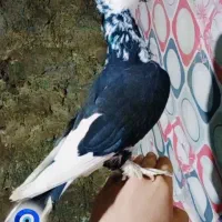 یک عدد کفتر ناب