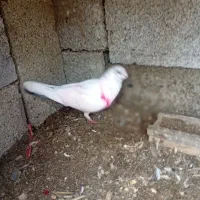 1000000|پرنده|فومن, |دیوار