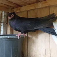 موکت معاوضه با کله ای