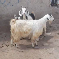 بز بچه دار هلندی پرشیر برای دامازدیخ