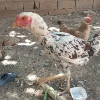 مرغ لاری