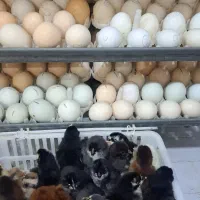 جوجه گلین اصل یک روزه تا 10روزه