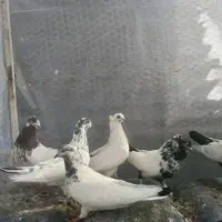 کفتر کله سبز وقرمز