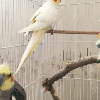 فروش ۲ عروس هلندی بانمک و ۲ مرغ عشق شیطون