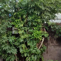 گل شفلرا