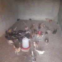جوجه محلی
