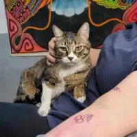 پانسیون خونگی گربه وسگ میشل با سرویس رفت و برگشت