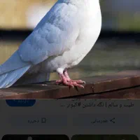 کبوتر طوقی،کبوتر، آگهی بخون