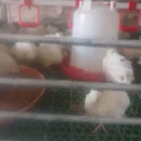 جوجه و بلدر چین|حیوانات مزرعه|کهنوج, |دیوار