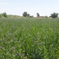 زمین برا زراعتی کنجد(سمسم)۷هکتار درجه ۱