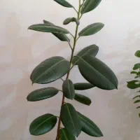گل خانگی|گل و گیاه طبیعی|دهگلان, |دیوار