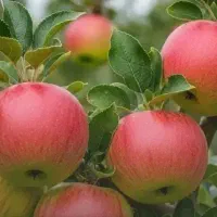 گلابی|عمده‌فروشی|ایلام, |دیوار