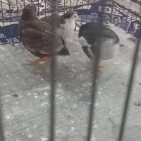 بلدرچین مینیاتوری