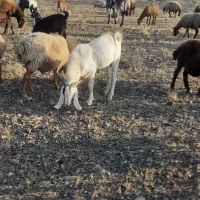 نربز|حیوانات مزرعه|سبزوار, قصبه شرقی|دیوار