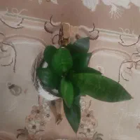 گل زیبا