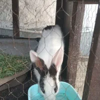 خرگوش