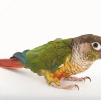 گمشده