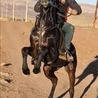 اسب کورد