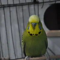 مرغ عشق انگلیسی نر