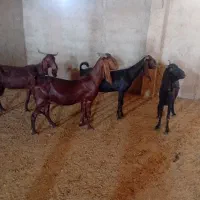 بزپاکستانی شیری