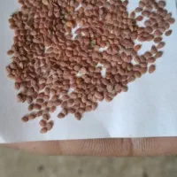 قدومه درجه یک
