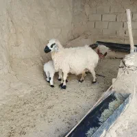 میش|حیوانات مزرعه|نیمروز, |دیوار