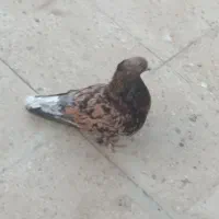 کفتر سرور