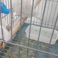 سلام فروش جفت عروس هلندی آلبینو مولد صددرصد