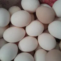 تخم مرغ|خوردنی و آشامیدنی|زابل, |دیوار