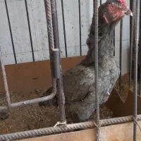 مرغ خروس لاری نسل