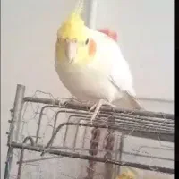 عروس هلندی گمشده