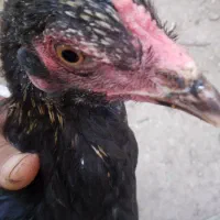 مرغ و خروس لاری و سهره و قناری