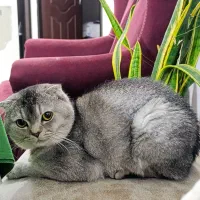 گربه اسکاتیش فولد نر