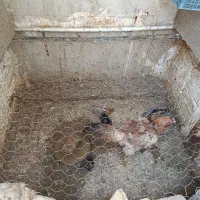 مرغ و جوجه