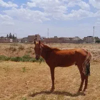 نریان دوساله