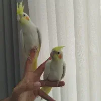 جوجه عروس هلندی