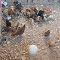 جوجه|حیوانات مزرعه|گیلان غرب, |دیوار