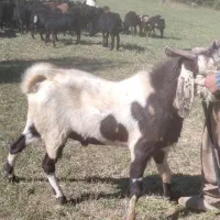 فروش نیری