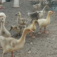 جوجه غاز