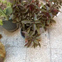 گل چای،حسن یوسف