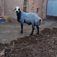 قوچ شال