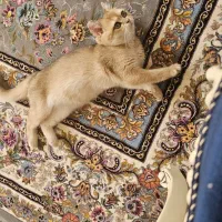 گربه بیرتیش گلد کد۱۲،کرم، طوسی