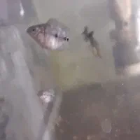 جوجه ماهی فلاور وسچلایت
