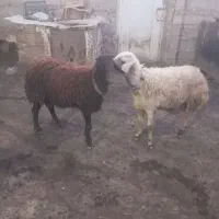 دو عدد قوچ دو ساله جوان