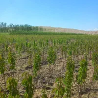 فروش نهالستان